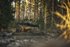 Eurosatory 2026: Allison aims to future-proof Europe’s AFVs with transmission tech