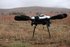 US DoD task force’s DroneHunter acquisition lays groundwork for Replicator 2 CUAS strategy