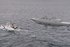 Finland’s naval sector eyes growth opportunities in NATO era