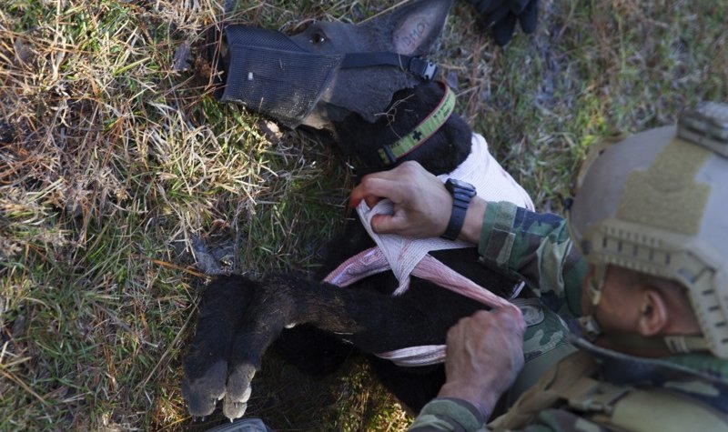 MARSOC expands canine combat medicine