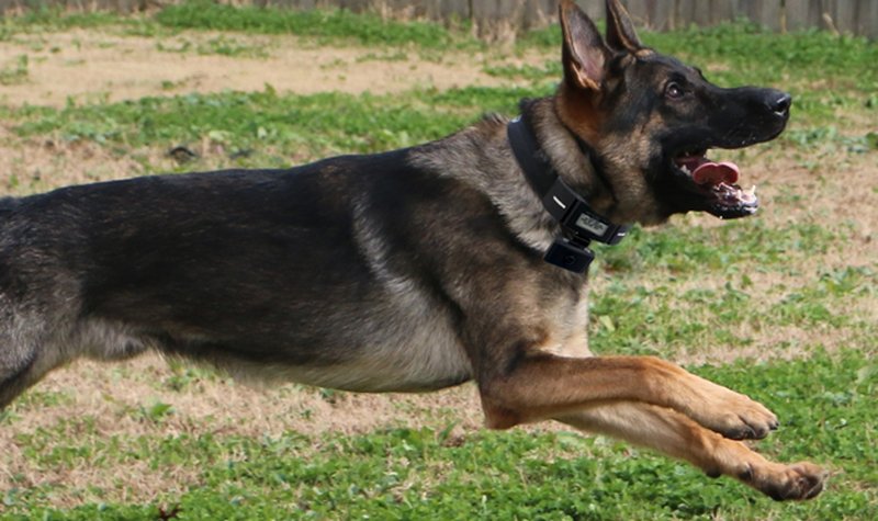 Wagz introduces smart collar for SAR K9s